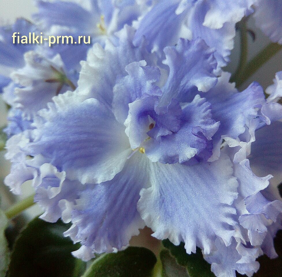 Отечественная селекция